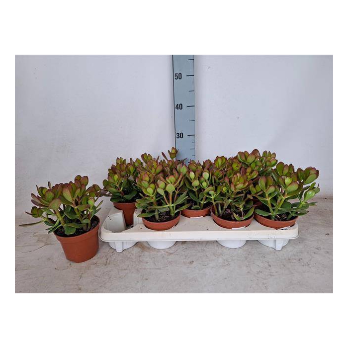 <h4>Crassula Ovata 12Ø 25cm</h4>
