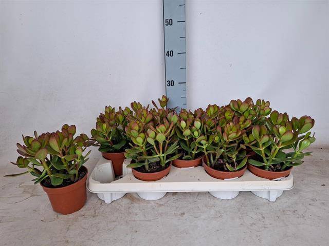 Crassula Ovata 12Ø 25cm