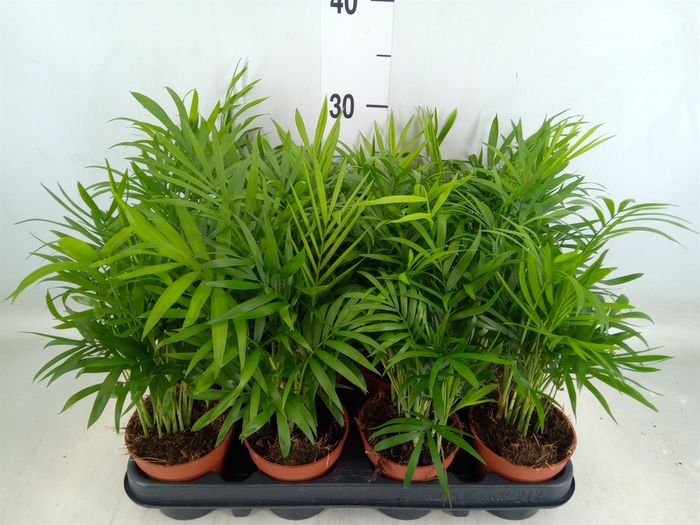 <h4>Chamaedorea elegans</h4>