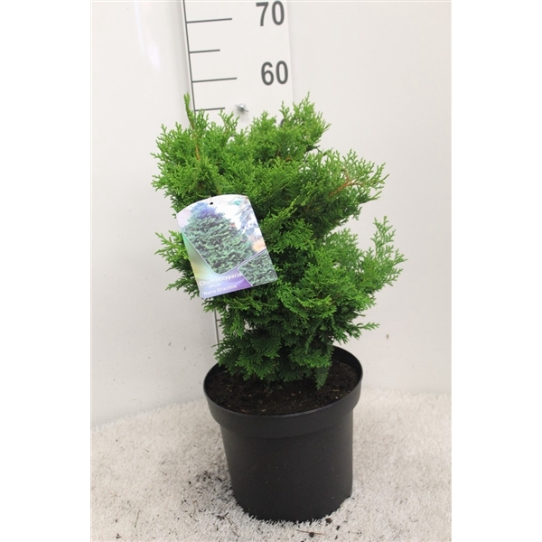 <h4>Chamaecyparis obtusa 'Nana Gracilis' P26 potgedrukt</h4>