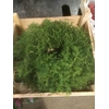 KRANS CONIFEER 55
