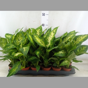 Dieffenbachia  'Compacta'