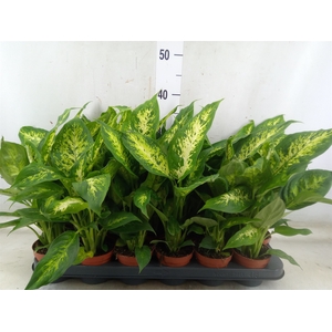 Dieffenbachia  'Compacta'
