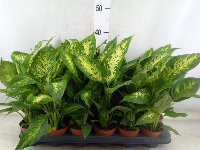 <h4>Dieffenbachia  'Compacta'</h4>