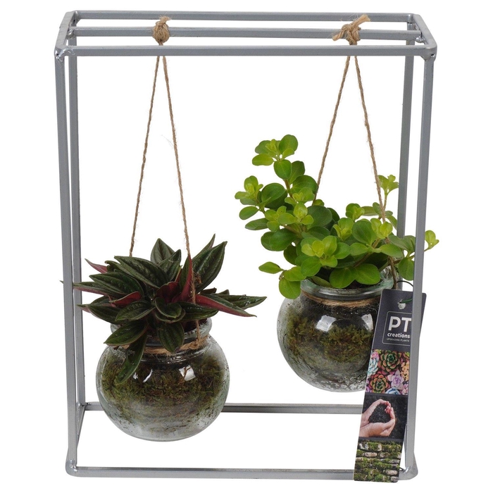 <h4>PTGIG2127 Arrangement Greens in glass in glazen bol met metalen rek</h4>