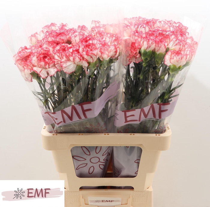 <h4>DI ST CORALIE</h4>