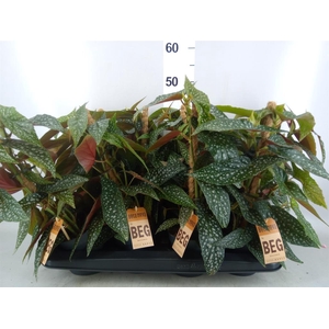 Begonia   ...