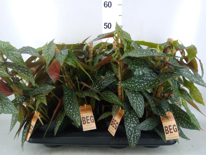<h4>Begonia   ...</h4>