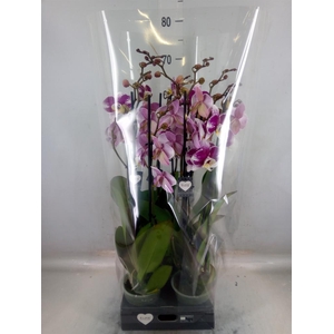 Phalaenopsis  'Ant Barcelona'