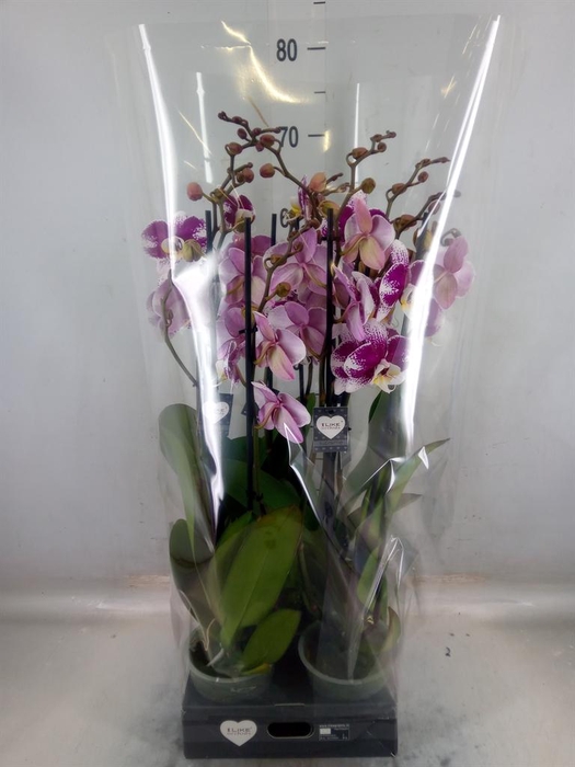 <h4>Phalaenopsis  'Ant Barcelona'</h4>