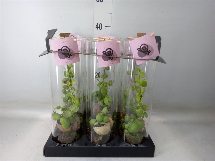 <h4>Arr.  Dischidia</h4>