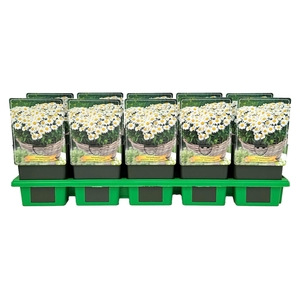 Leucanthemum Ohh La Lagrande