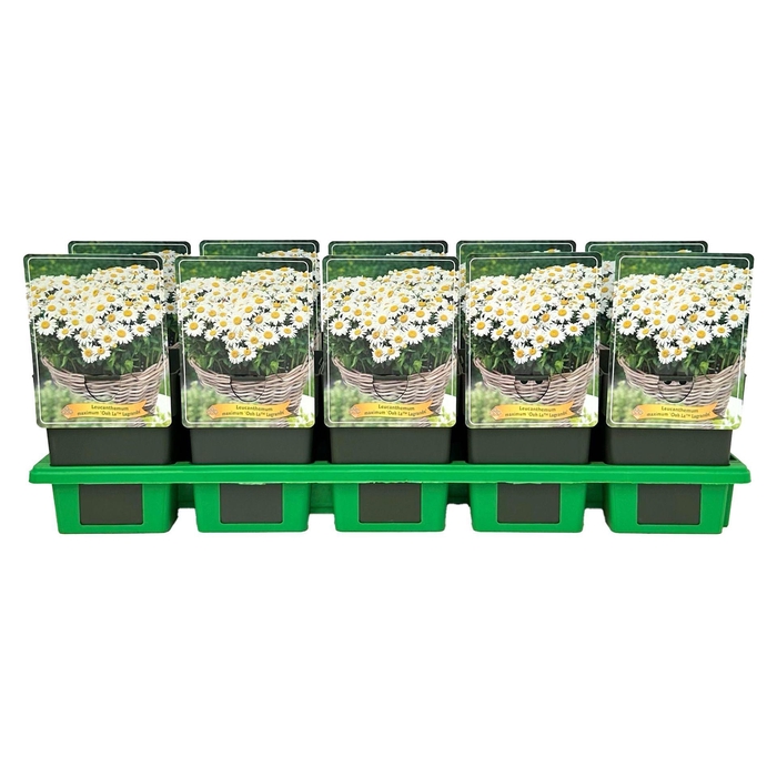 <h4>Leucanthemum Ohh La Lagrande</h4>