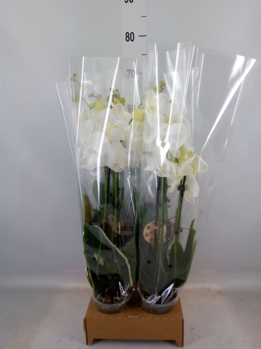 <h4>Phalaenopsis   ...white</h4>