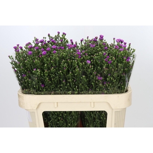 Aster Casarosa