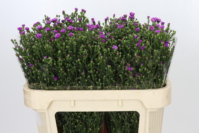 Aster Casarosa
