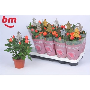 Rosa Orange Beau Monde (12 cm) met bijsteker kerst