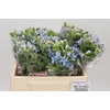 Oxypetalum Tweedia Blue