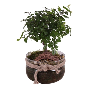 Bonsai Indoor Mix Ø15cm Ball Shape in Glass Vase with Rope Ø16cm