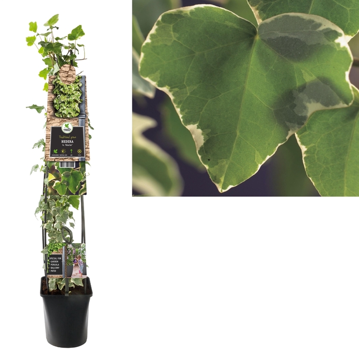 <h4>Hedera h. 'Glacier' +3.0 label</h4>
