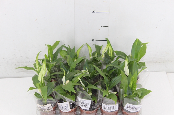 <h4>SPATHIPHYLLUM COM FLOR P06 COM FLOR</h4>