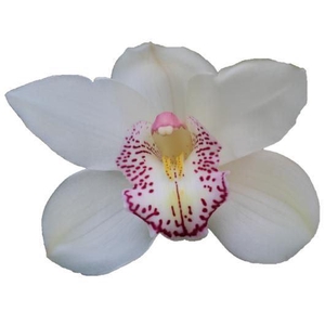 CYMB GR HMS. LISETTE