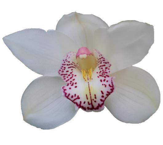 <h4>CYMB GR HMS. LISETTE</h4>