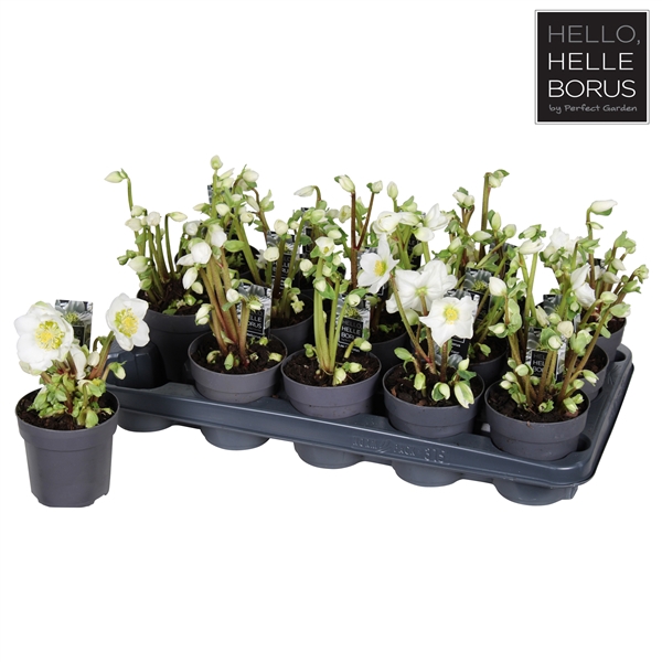 <h4>Helleborus niger 'Christmas Carol' P10,5 (Naked)</h4>