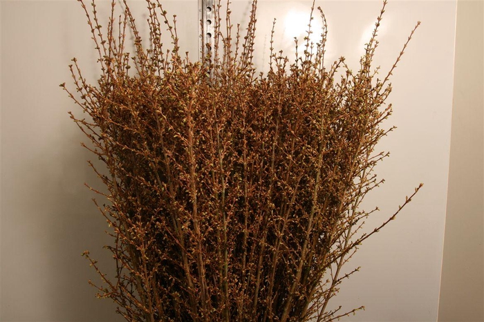 <h4>Forsy I Spectabilis</h4>