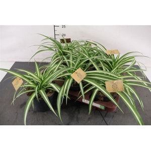 Chlorophytum 12 Cm. P. Ocean