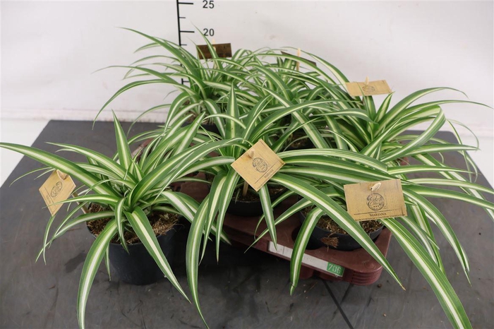 <h4>Chlorophytum 12 Cm. P. Ocean</h4>