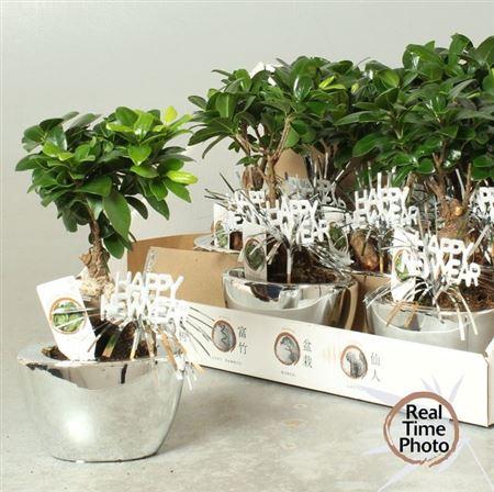 <h4>Fic Mi Ginseng</h4>