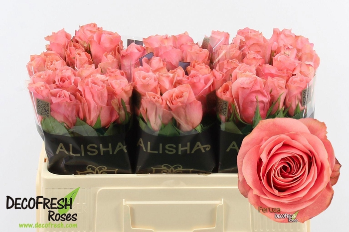 <h4>R Gr Feruza</h4>