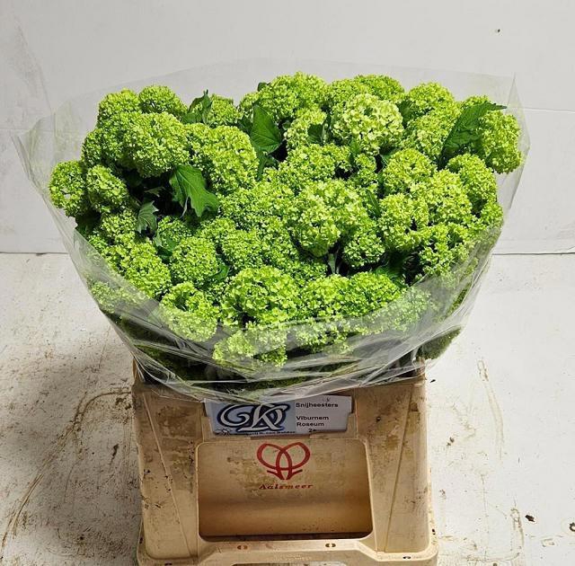 <h4>VIBURNUM ROSEUM ST</h4>