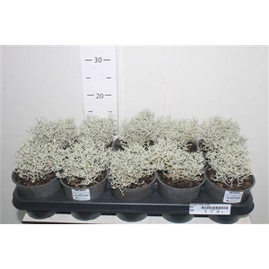 Leucoph Comp Silver Met Snow