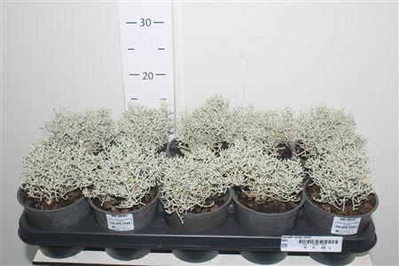 <h4>Leucoph Comp Silver Met Snow</h4>