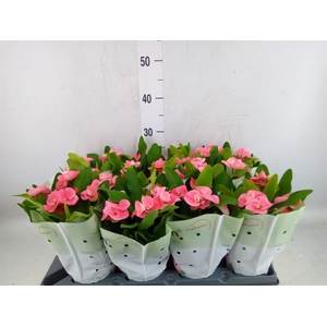 Euphorbia milii   ...