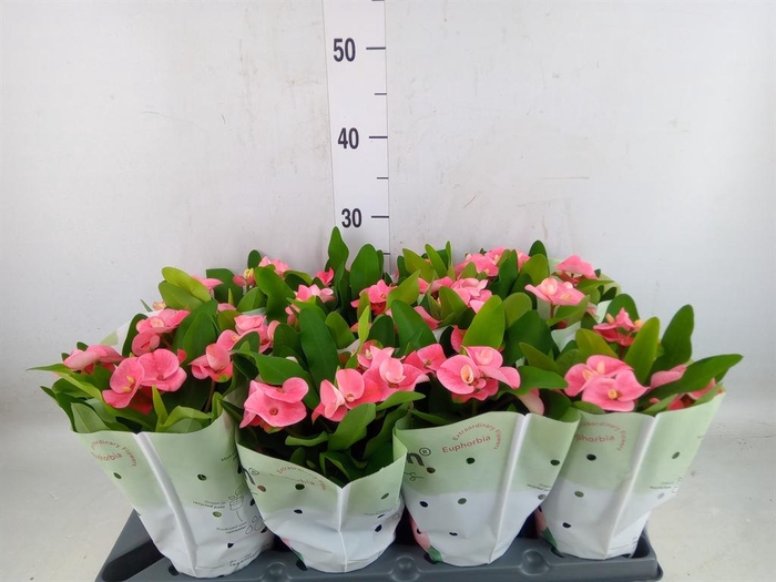 <h4>Euphorbia milii   ...</h4>