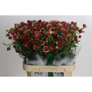 Ranunculus Magical Cinnamon