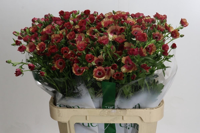 <h4>Ranunculus Magical Cinnamon</h4>
