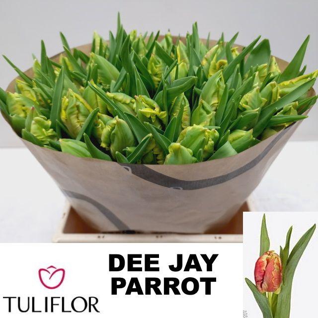 <h4>TU PA DEE JAY PARROT</h4>