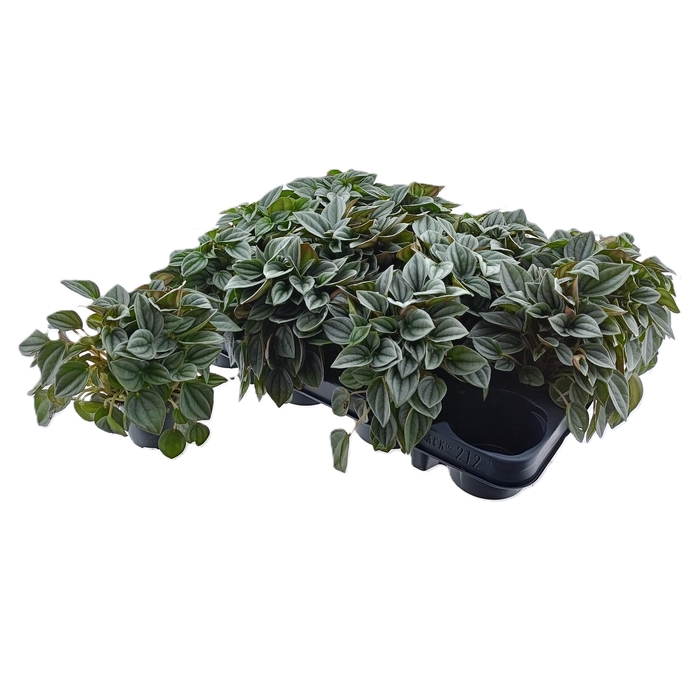 <h4>PEP NAPOLI NIGHTS</h4>