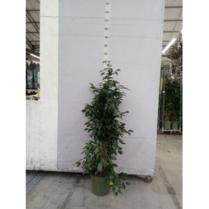 Ficus benja. 'Danielle'