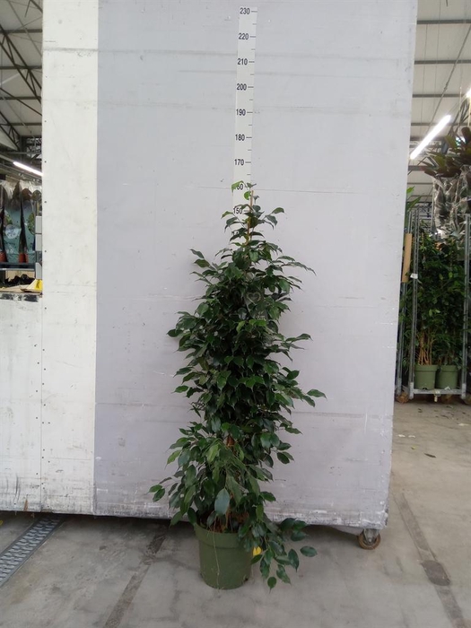 <h4>Ficus benja. 'Danielle'</h4>
