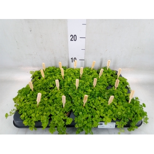 Pilea depressa