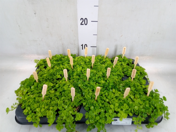 <h4>Pilea depressa</h4>