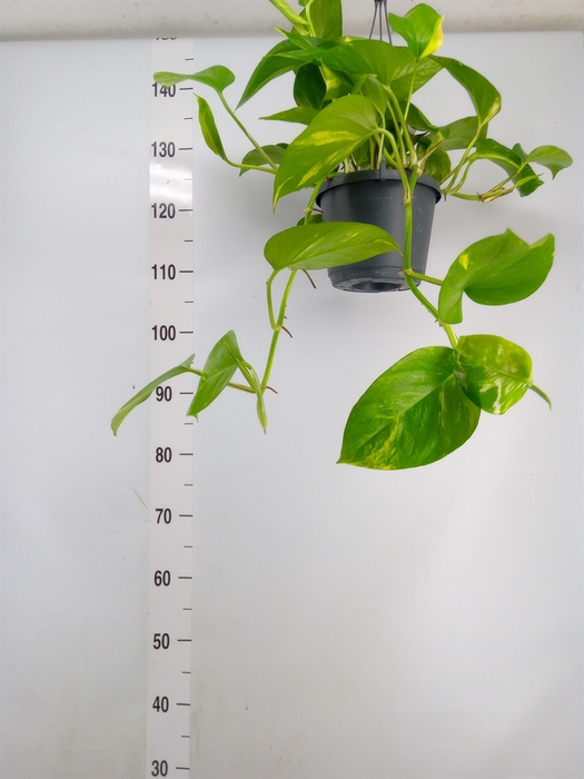 <h4>Epipremnum pinn. 'Aureum'  HG</h4>