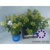 Hydr Pa Bloom Cumra