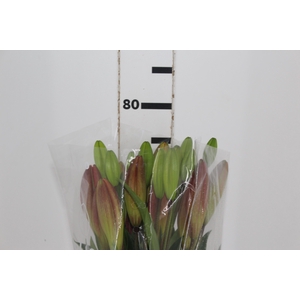 LIRIO CORVETTE 080 CM HT 2/3 FLS