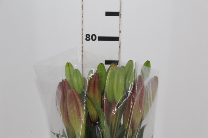 <h4>LIRIO CORVETTE 080 CM HT 2/3 FLS</h4>